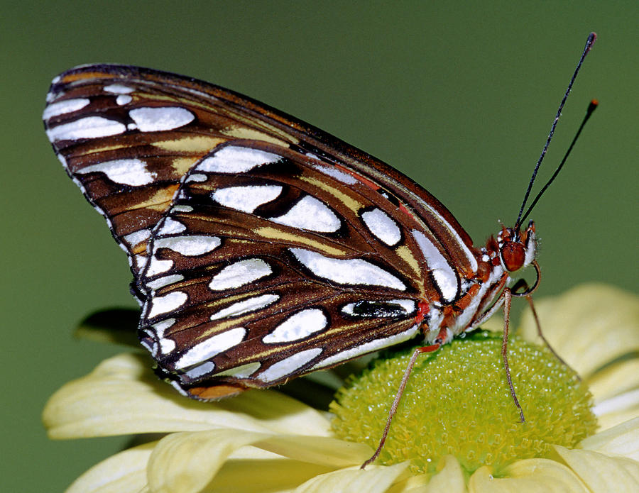 Gulf Fritillary Butterfly Agraulis #1 Photograph by Millard H. Sharp
