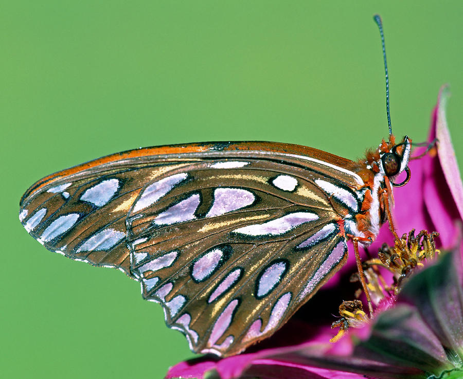 Gulf Fritillary Butterfly #1 Photograph by Millard Sharp