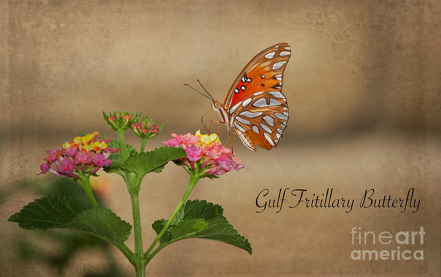 Butterfly Photograph - Gulf Fritillary #2 by Fitzroy Barrett