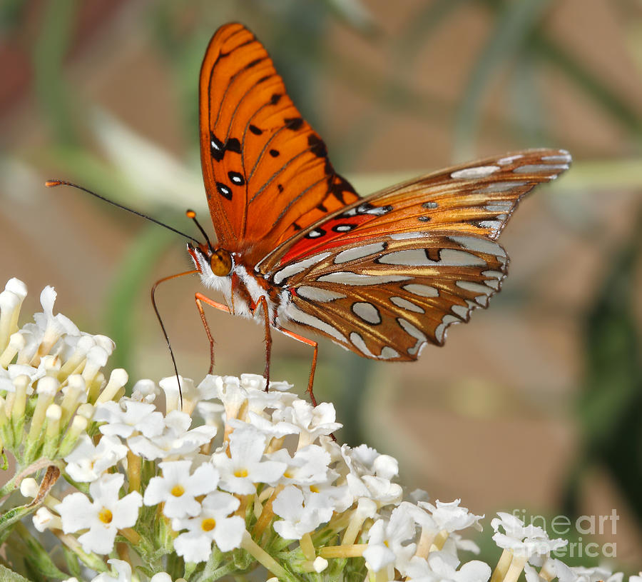 Gulf Fritillary or Passion Butterfly #1 Digital Art by Nicholas Burningham