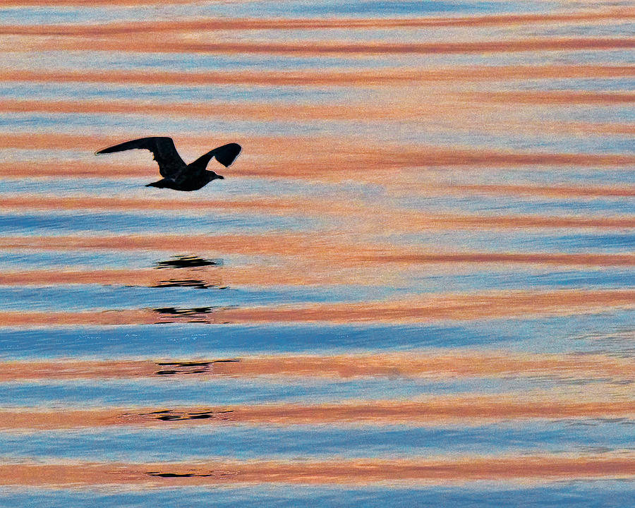 Seagull at Sunrise on Penoboscot Bay 2 Photograph by Ginger Wakem