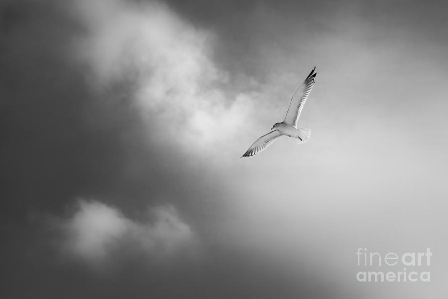 Gull On Winter Sky  #1 Photograph by Michael Arend