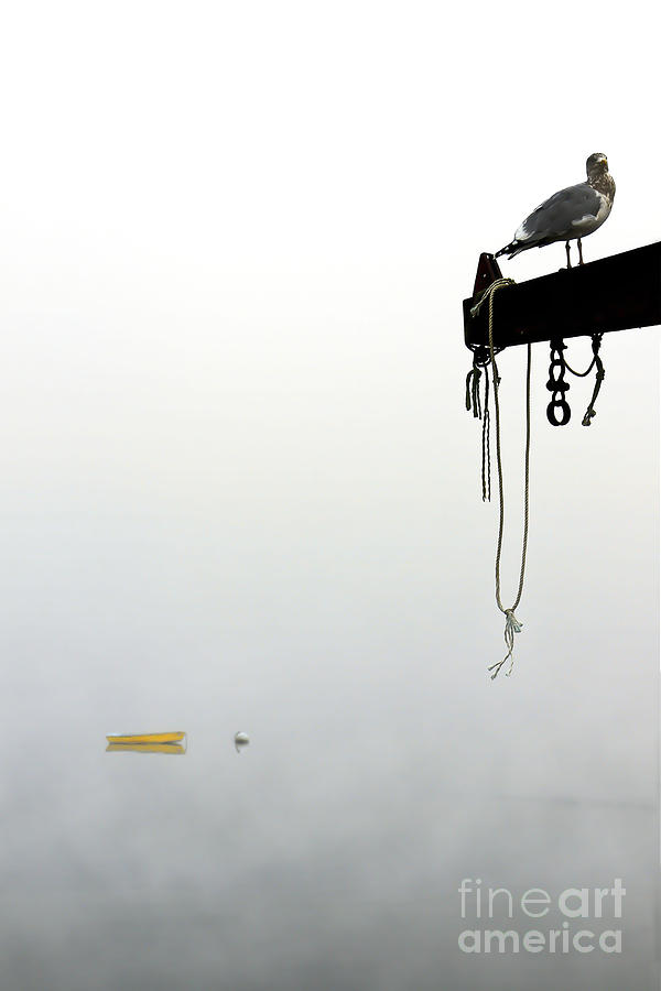 Gull Watch II #1 Photograph by Brenda Giasson