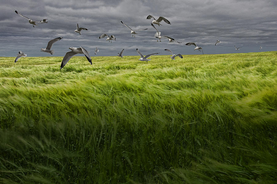 Gulls Flying over a Grain Field #2 Photograph by Randall Nyhof