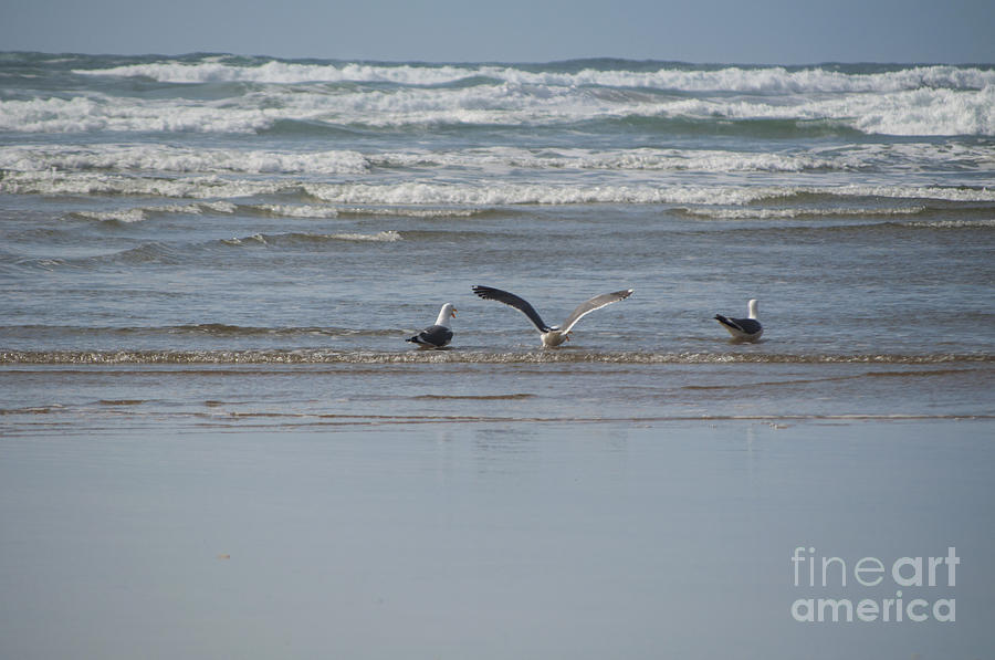 Nature Photograph - Gulls in the Surf #1 by M J