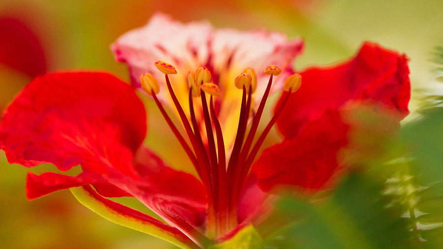 Gulmohar Flower Photograph by SAURAVphoto Online Store