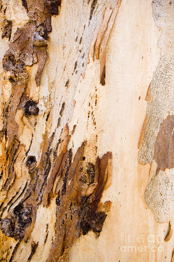 Space Photograph - Gum Tree Bark #1 by THP Creative