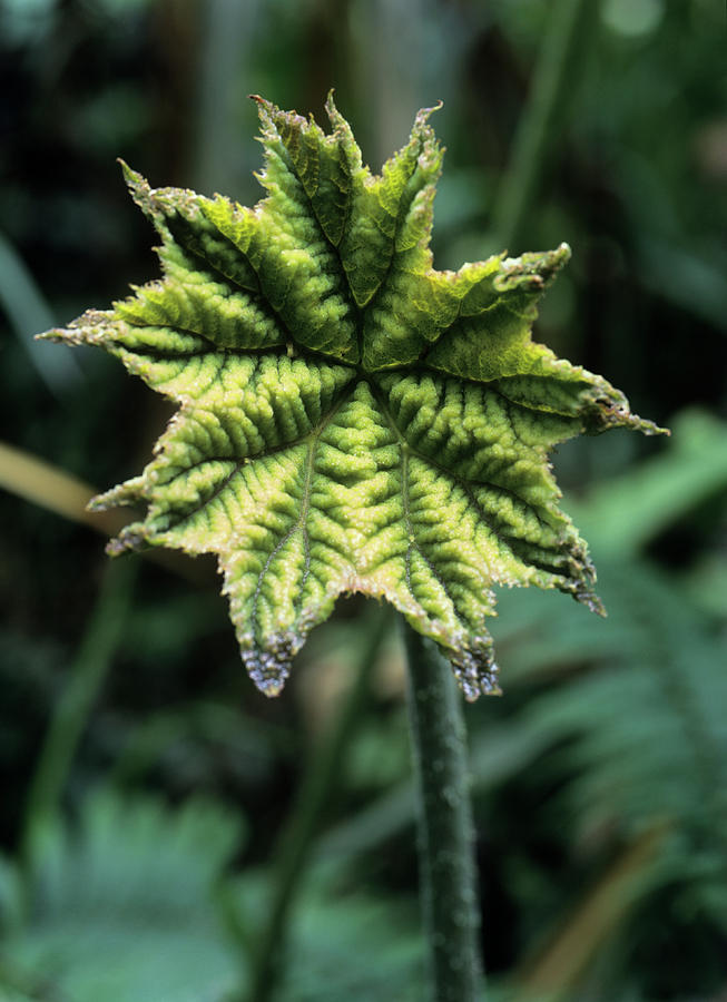 Gunnera Leaf #1 by Dr Morley Read/science Photo Library