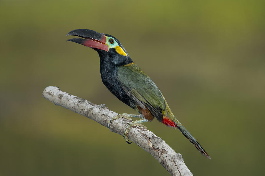 Guyana Toucanet Photograph by Anthony Mercieca | Fine Art America