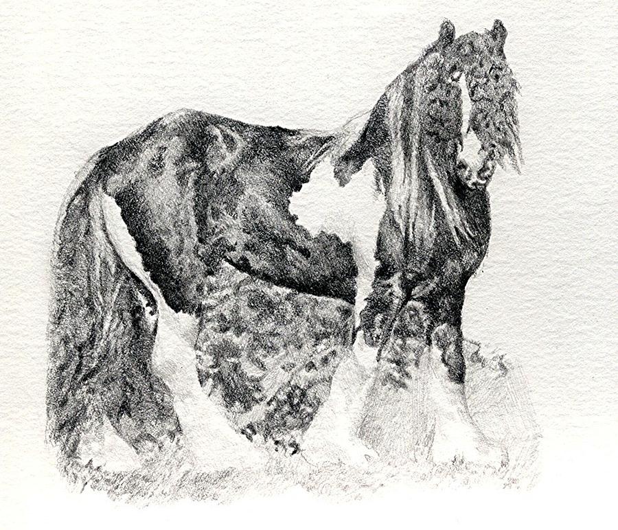 Gypsy Cob Horse Portrait Drawing by Olde Time Mercantile