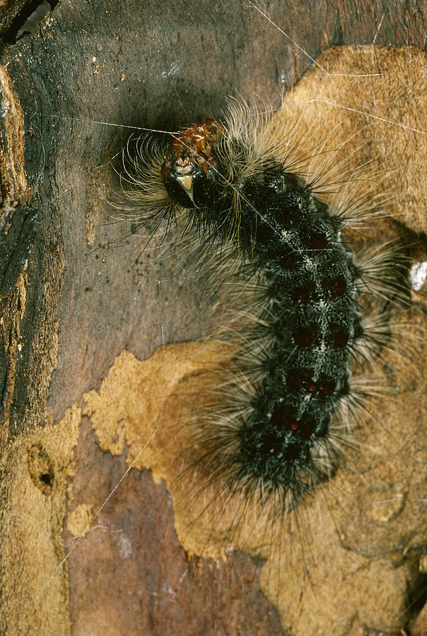 Alien Photograph - Gypsy Moth Caterpillar #1 by Robert Noonan
