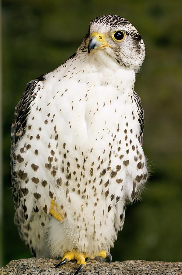 Gyrfalcon Photograph by Duncan Shaw/science Photo Library | Fine Art ...