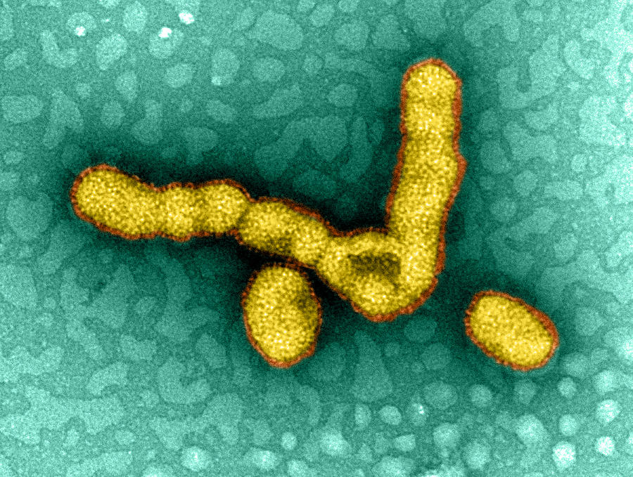 H1n1, Influenza A Virus, Swine Flu, Tem #1 Photograph by Science Source