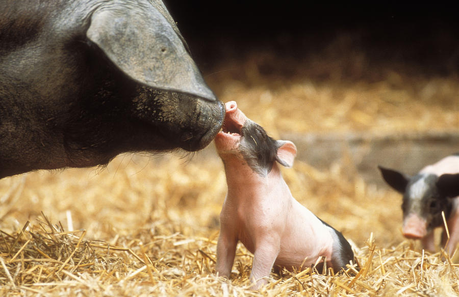Haellisches Pig With Piglet #1 Photograph by Duncan Usher