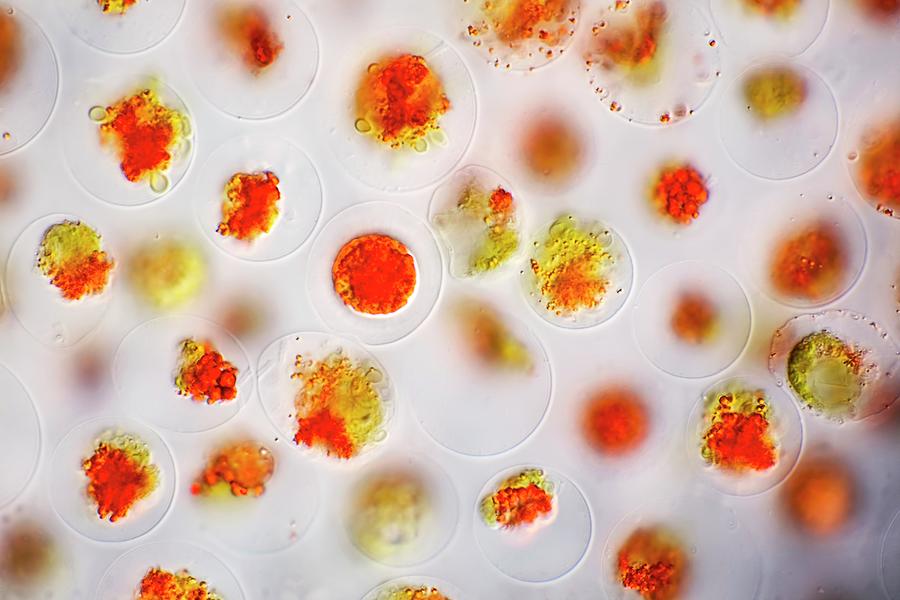 Haematococcus Algae Photograph by Frank Fox/science Photo Library