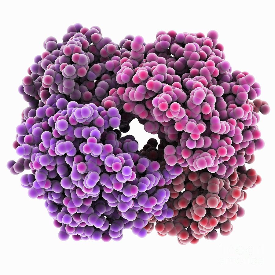 Haemoglobin Photograph - Haemoglobin S, Molecular Model #1 by Laguna Design