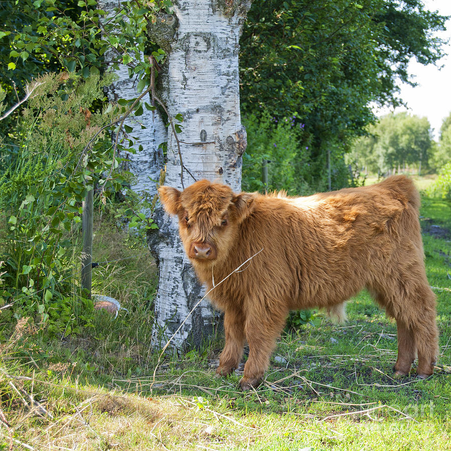 Hairy cow calf #1 Photograph by Antony McAulay