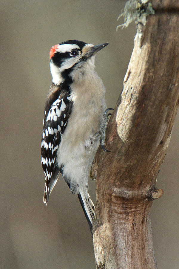 Hairy Woodpecker #1 Photograph by Alan Lenk