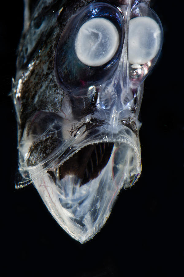 Half-naked Hatchetfish Argyropelecus #1 Photograph by Dant Fenolio