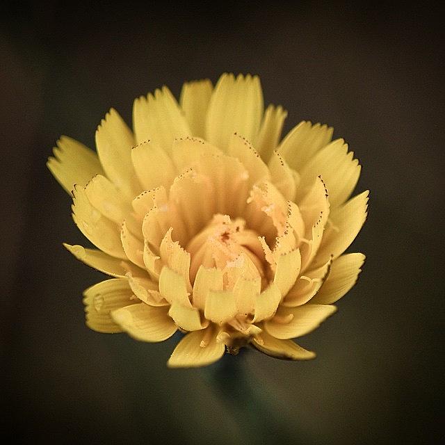 Amarillo Photograph - Half Open #flowersbydl #1 by David Lopez