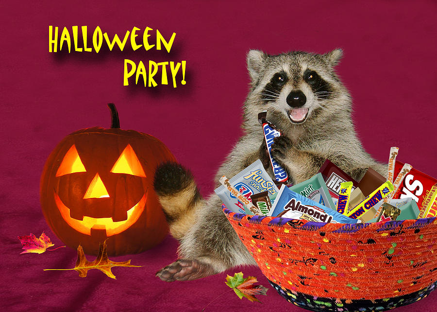 Pumpkin Photograph - Halloween Party Raccoon #1 by Jeanette K