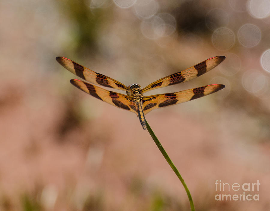 Halloween Pennant Dragonfly #2 Photograph by Donna Brown