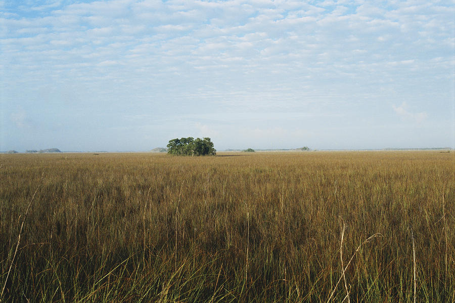 Hammocks In Prairie, Everglades #1 Photograph by C.r. Sharp