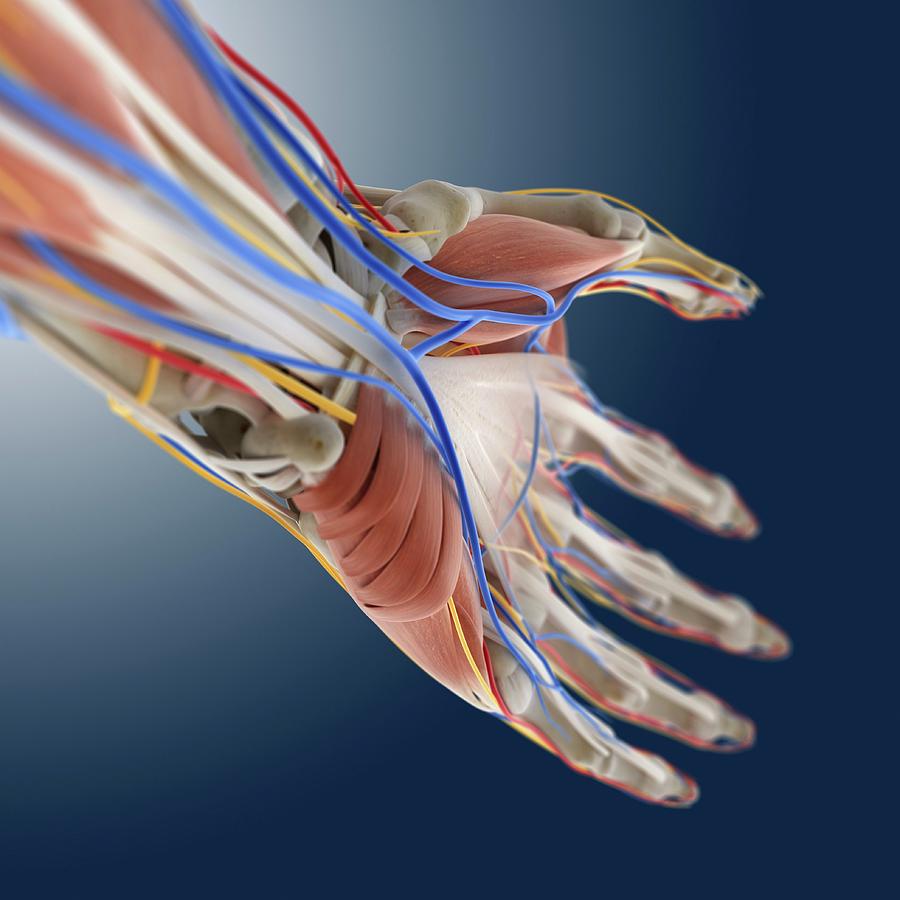 Hand Anatomy #1 Photograph by Springer Medizin/science Photo Library ...