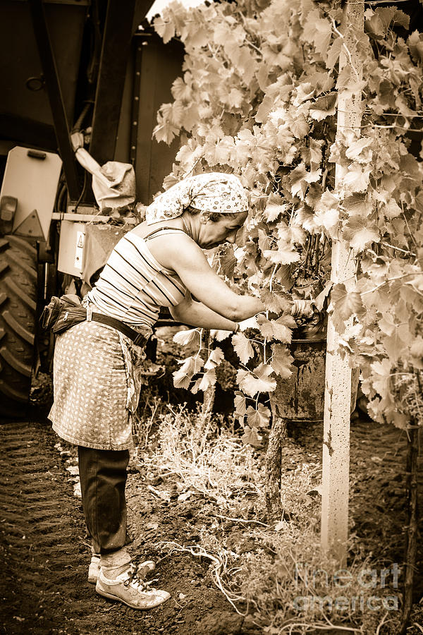 Hand Pickers Following The Mechanical Harvester Harvesting Wine  #1 Photograph by Peter Noyce