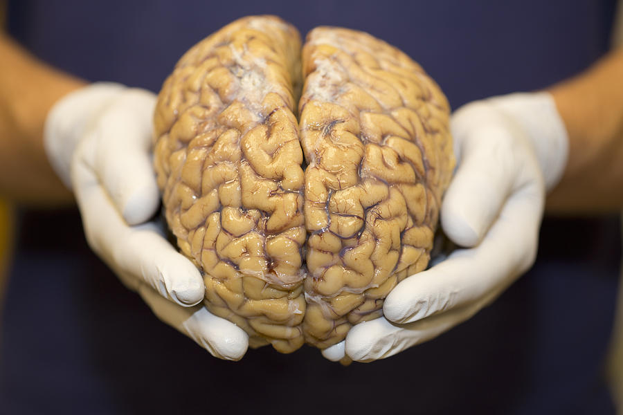 Hands Holding Human Brain #1 Photograph by Science Stock Photography