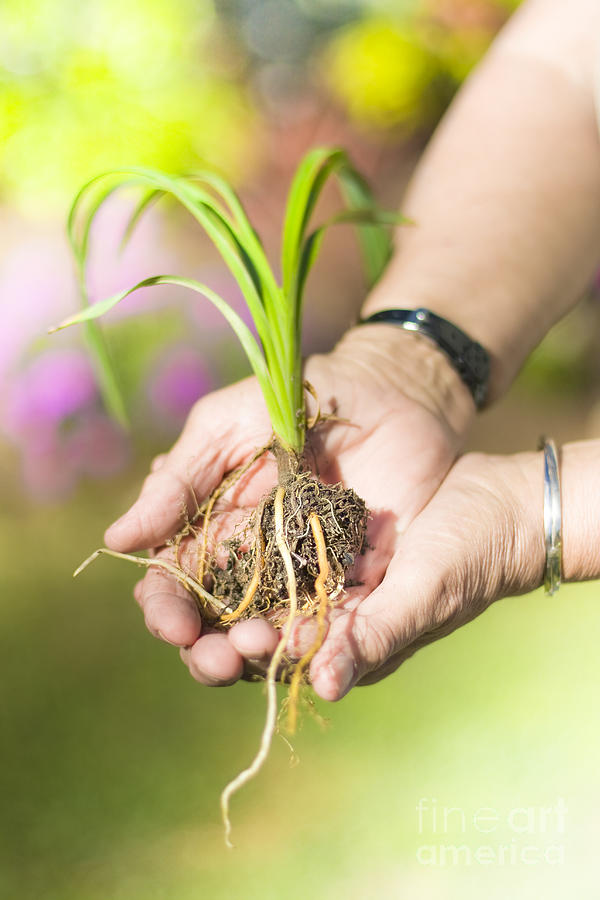Hands Holding Plant Photograph by Jorgo Photography