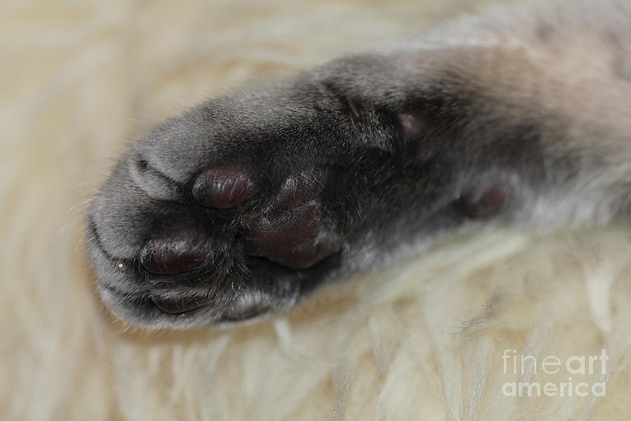Handsome Cat Paw Photograph by Donna L Munro