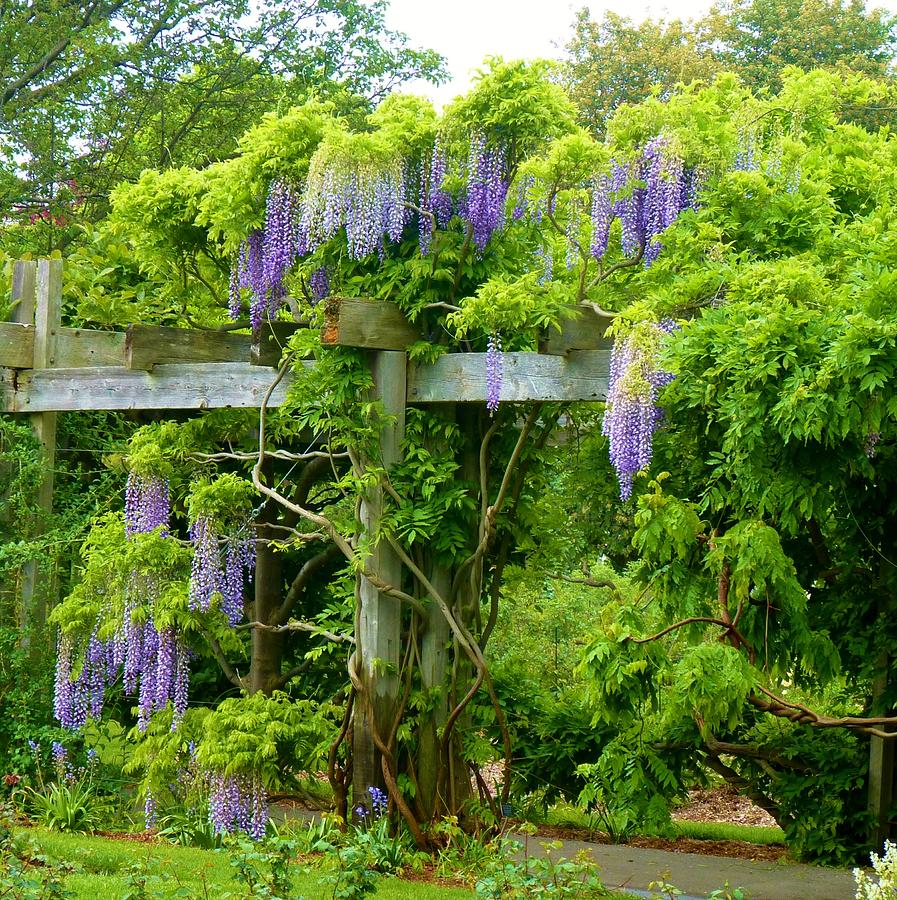 Hanging Wisteria #1 Photograph by Jeanette Oberholtzer