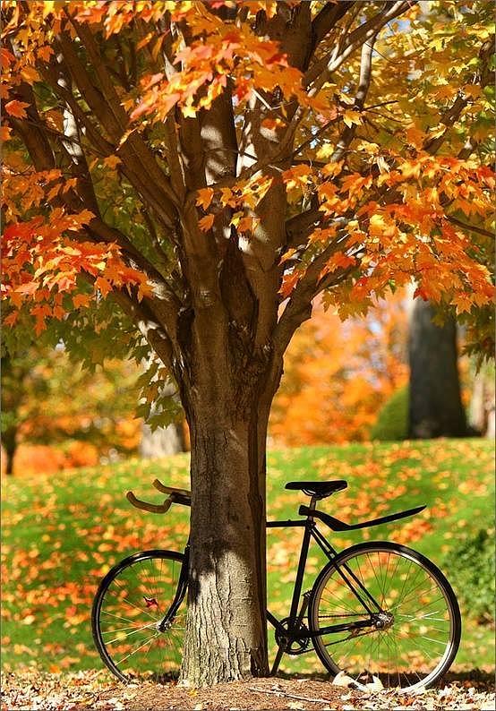 Happy Autumn  #1 Photograph by Lori Strock