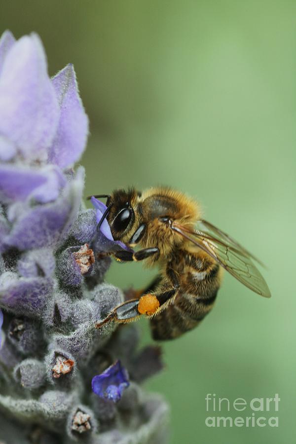 Happy Bee Photograph by Joy Watson