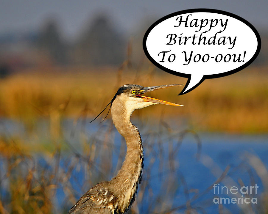 Heron Photograph - Happy Heron Birthday Card by Al Powell Photography USA