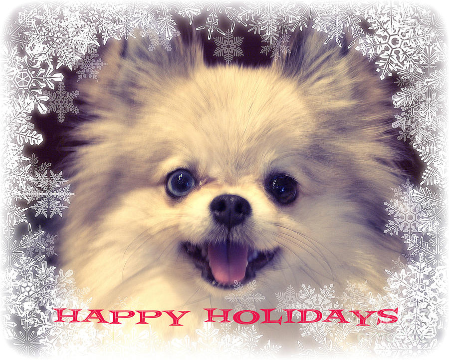 Happy Holidays - Dog Photograph by John Greco