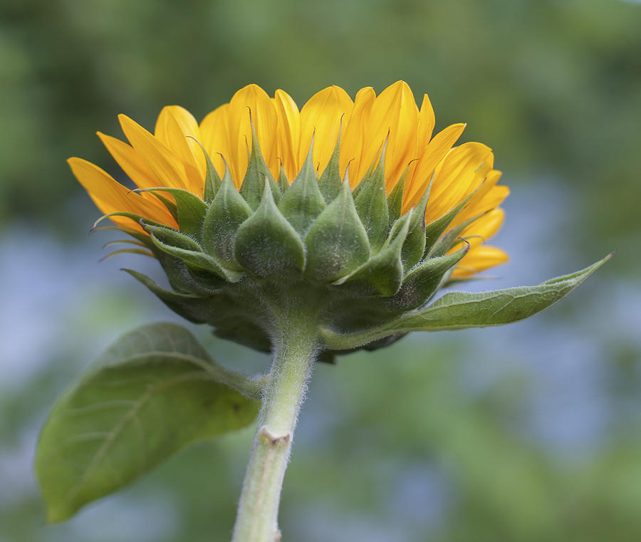 Happy Sunflower #1 Photograph by Terry DeLuco