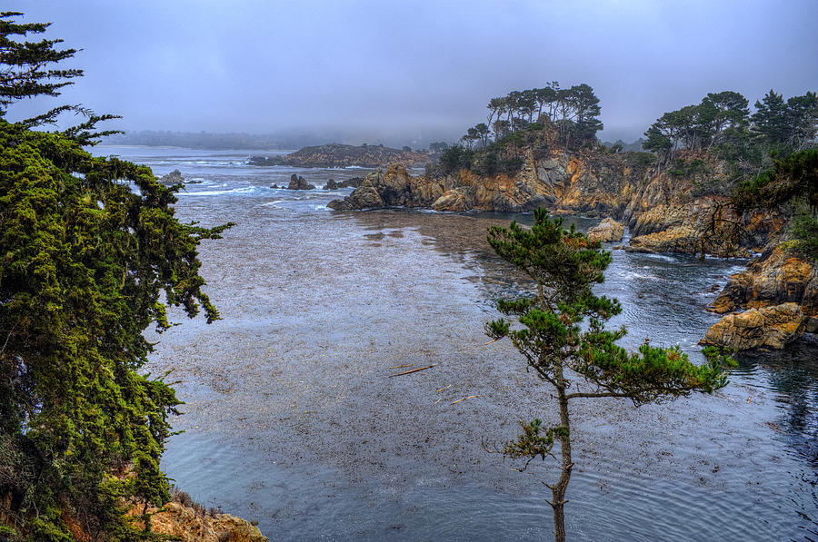 Point Lobos Photograph - Harbor Seal Cove #2 by Stephen Campbell