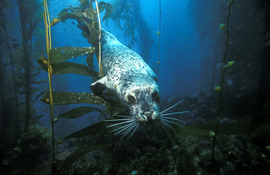Harbor Seal #1 Photograph by Greg Ochocki