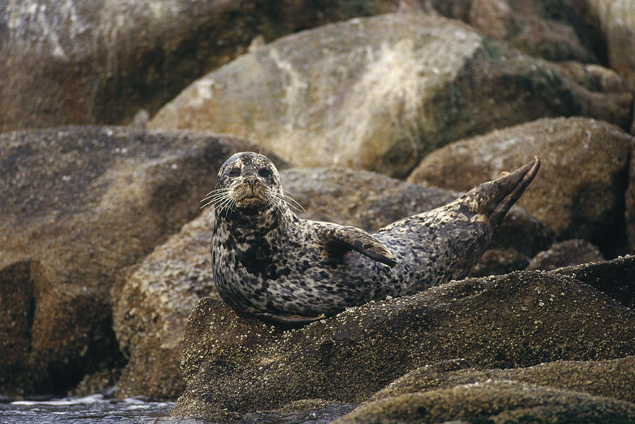 Harbor Seal Pacific Coast North America #1 Photograph by Gerry Ellis