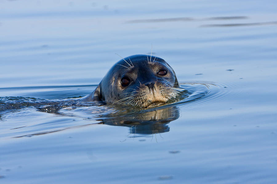 Harbor Seal #1 Photograph by Richard Hansen