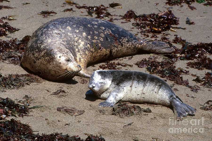 Harbor Seals #1 Photograph by Art Wolfe