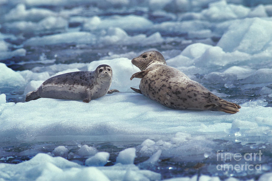 Harbor Seals #1 Photograph by Ron Sanford