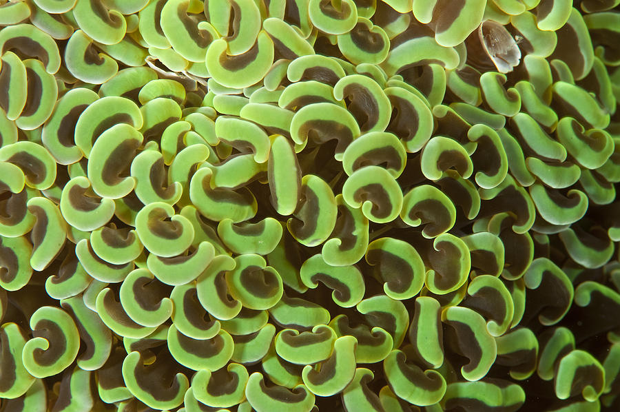 Hard Coral, Indonesia #1 Photograph by Andrew J. Martinez