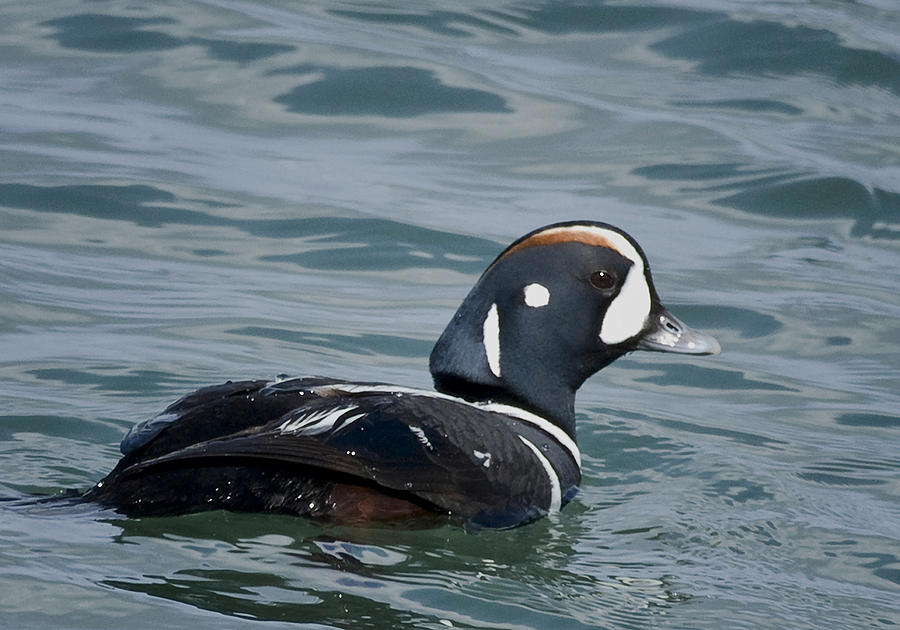 Harlequin Duck Photograph by Betty Depee