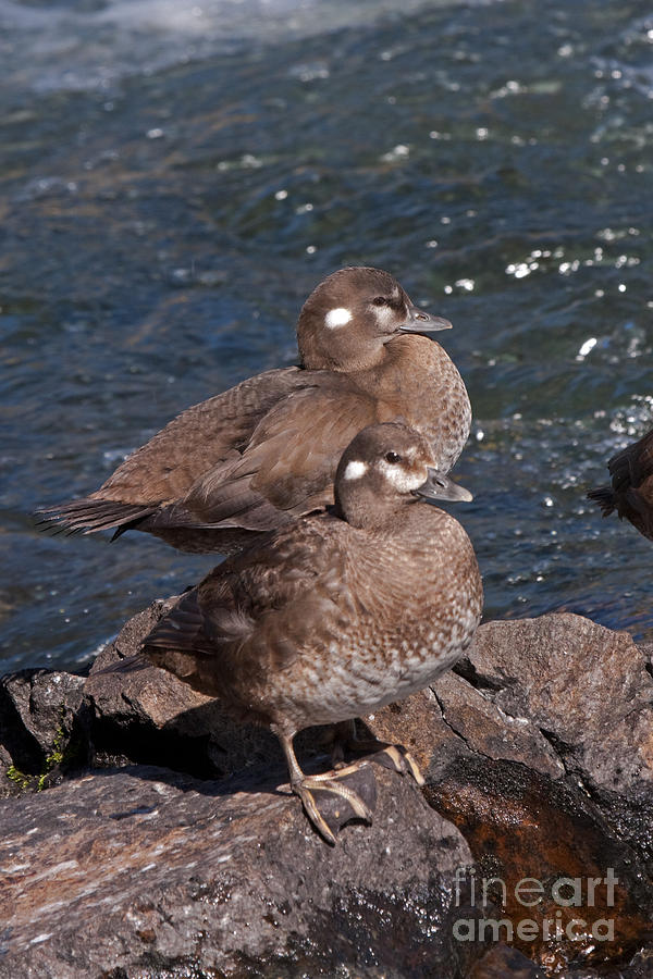Harlequin Duck in the LeHardys Rapids on the Yellowstone River #1 Photograph by Fred Stearns
