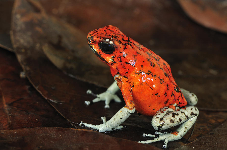 Harlequin Poison Dart Frog Colombia #1 Photograph by Thomas Marent