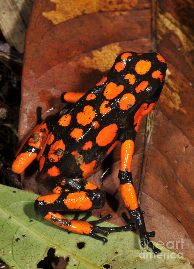Frog Photograph - Harlequin Poison Frog #1 by Francesco Tomasinelli