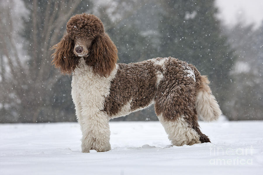 Harlequin sales standard poodle